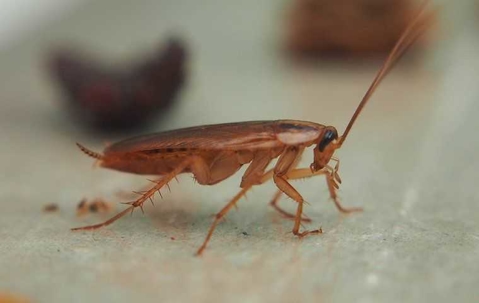 Cockroach